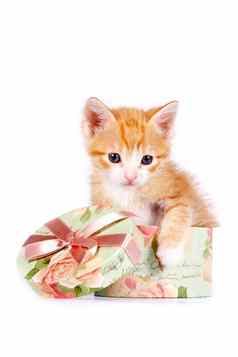 红色的小猫礼物盒子