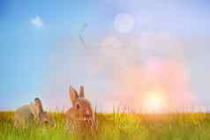 复合图像特写镜头复活节兔子