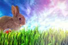 复合图像兔子波尔卡点复活节鸡蛋