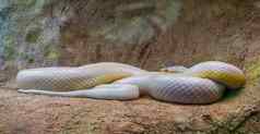白色西方老鼠蛇蛇白化病颜色突变受欢迎的爬行动物specie美国