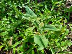 艾米利亚sonchifolia淡紫色流苏花卡卡利亚sonchifolia自然背景