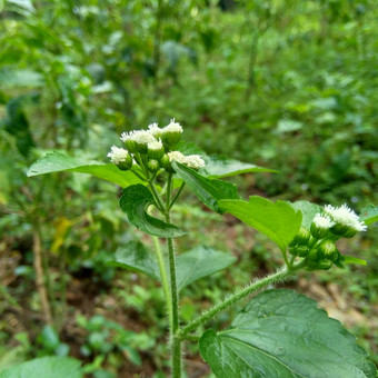 班多坦藿香conyzoides类型农业杂草归属感菊科部落植物痢疾腹泻杀虫剂杀线虫剂