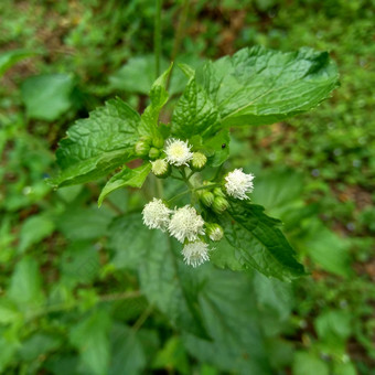 班多坦藿香conyzoides类型农业杂草归属感菊科部落植物痢疾腹泻杀虫剂杀线虫剂