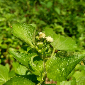 班多坦藿香conyzoides类型农业杂草归属感菊科部落植物痢疾腹泻杀虫剂杀线虫剂