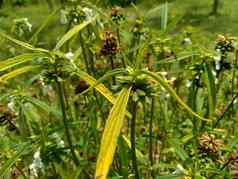 borreria植物包括杂草很容易发现字段字段印尼植物白色花甲虫爱植物