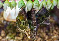 特写镜头peleides蓝色的Morpho蝴蝶未来茧热带昆虫specie美国