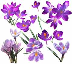集紫罗兰色的淡紫色番红花属花
