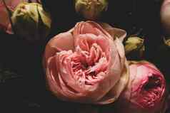 粉红色的玫瑰黑暗背景花束温柔的牡丹