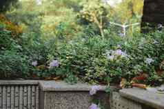 大理石岩石步骤楼梯公园板凳上公共公园装饰冬天开花植物前面回来院子里花园草坪上设计住宅建筑体系结构混合自然摄影背景