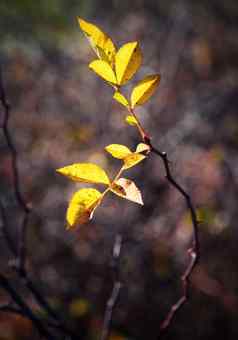 秋天黄色的叶子野生玫瑰