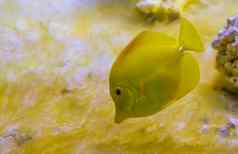 特写镜头肖像黄色的唐鱼受欢迎的鱼水产养殖热带鱼夏威夷