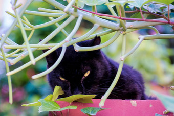 黑色的猫植被