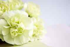 绿色黄色的康乃馨白色淡紫色背景的地方文本母亲一天问候卡婚礼一天情人节一天