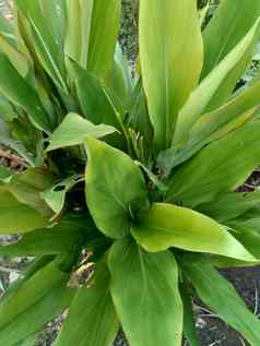 cordyline草草原一般被称为植物棕榈莉莉卷心菜棕榈好运气植物自然背景