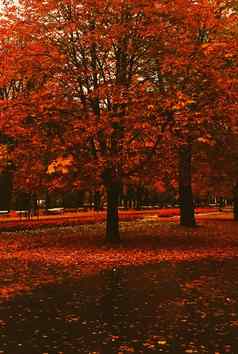 秋天自然公园秋天叶子树在户外