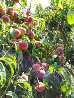 大成熟的桃子水果分支机构桃子花园