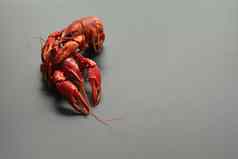 小龙虾红色的婴儿龙虾肖像黑色的背景