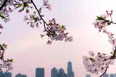 美丽的樱桃开花樱花春天时间城市景观回来