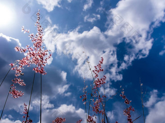 故乡Ruby草花明亮的阳光毛茸茸的云