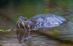 美丽的特写镜头坎伯兰滑块乌龟游泳水热带爬行动物specie美国