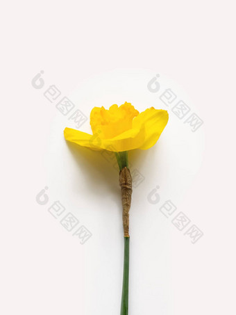 单那喀索斯水仙花明亮的黄色的花一点点