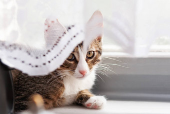 可爱的灰色的小猫隐藏用带子束紧窗帘毛茸茸的宠物首页有趣的猫窗口窗台上