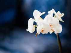 美丽的盛开的白色兰花蝴蝶 兰黑暗蓝色的背景