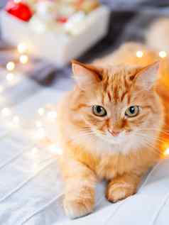 可爱的姜猫纠结的光灯泡加兰毛茸茸的宠物盒子圣诞节装饰舒适的首页一年