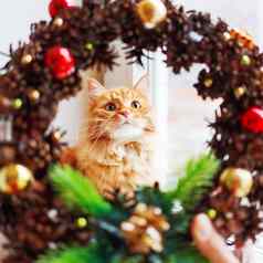可爱的姜猫手工制作的圣诞节花环使