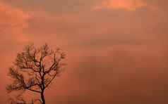 轮廓死树橙色日落天空云伤心死亡