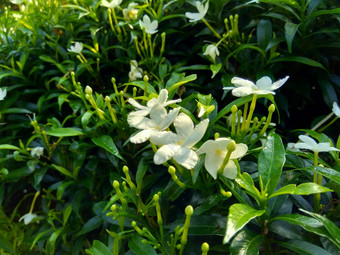 关闭绿色<strong>栀子花</strong>jasminoides<strong>栀子花</strong>角茉莉花角茉莉香水名字名字茉莉自然背景植物传统的中国人医学排水火