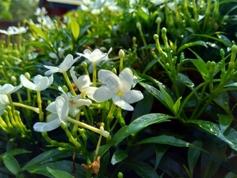 关闭绿色栀子花jasminoides栀子花角茉莉花角茉莉香水名字名字茉莉自然背景植物传统的中国人医学排水火