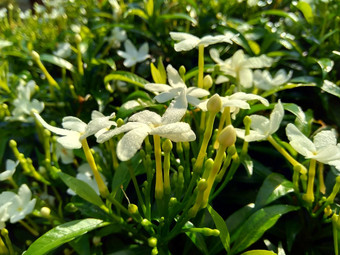 关闭绿色栀子花jasminoides栀子花角茉莉花角茉莉香水名字名字茉莉自然背景植物传统的中国人医学排水火