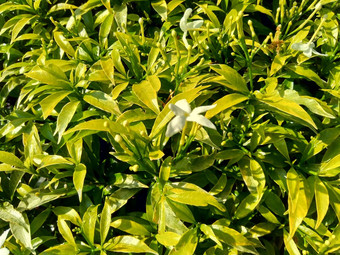 关闭绿色<strong>栀子花</strong>jasminoides<strong>栀子花</strong>角茉莉花角茉莉香水名字名字茉莉自然背景植物传统的中国人医学排水火