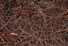 干松针纹理森林地板上背景棕色（的）干冷杉针背景