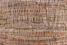 异国情调的木背景棕榈树皮模式纹理热带树树干背景