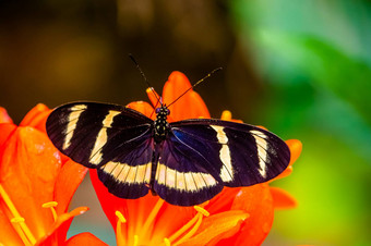 休伊特森的Longwing蝴蝶宏特写镜头热带昆虫specie科斯塔黎加美国