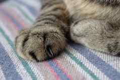 爪子猫睡觉毯子显示爪子