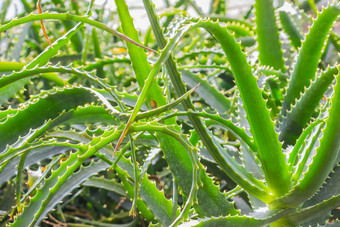 特写镜头野生芦荟真正植物花园植物背景