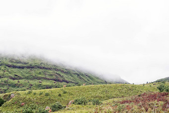 大羚羊可见山坡上ploughmans头