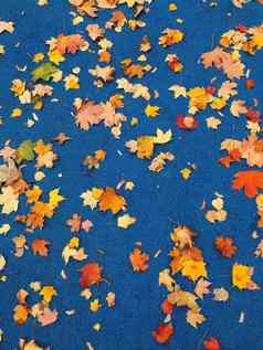 色彩斑斓的枫木叶子蓝色的体育背景秋天季节秋天下降树叶经典蓝色的彩色的地面