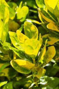 自然背景异国情调的热带植物明亮的黄色的叶子巴厘岛印尼