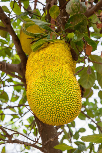 菠萝蜜面包果异叶植物杰克树物种树桑无花果家庭桑科柬埔寨