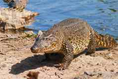 古巴鳄鱼Crocodylus菱形毛骨悚然的感觉海岸最小的范围鳄鱼发现古巴萨帕塔沼泽