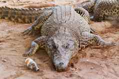 古巴鳄鱼Crocodylus菱形谎言沙子空瓶最小的范围鳄鱼发现古巴萨帕塔沼泽