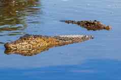 浮动一对古巴鳄鱼Crocodylus菱形池塘古巴鳄鱼最小的范围鳄鱼发现古巴萨帕塔沼泽