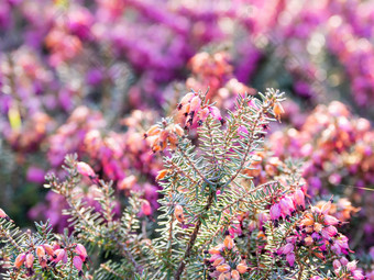 盛开的卡卢纳寻常的常见的希瑟岭简单的希瑟自然<strong>春天背景</strong>太阳闪亮的粉红色的美丽的花