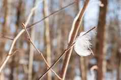 鸟羽毛抓住了树分支象征明度脆弱春天自然背景