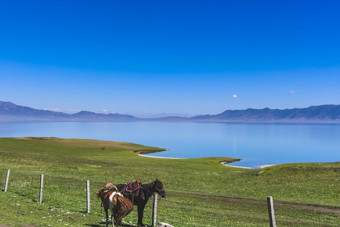 马系栅栏前面美丽的湖草原新疆省