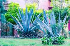 龙舌兰传统的墨西哥绿色植物